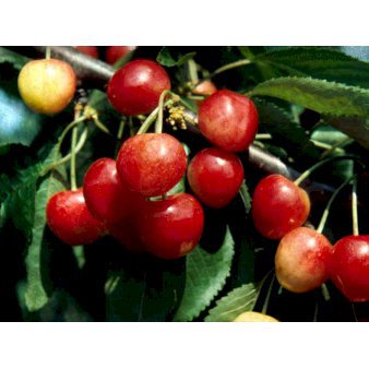 Sød Kirsebær 'Merton Glory' - kræver bestøver 4-8 grene, 130-170 cm. 10 liter potte (Colt)