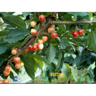 Sødkirsebær 'Victor' 4-8 grene, 130-170 cm. 10 liter potte (Colt)