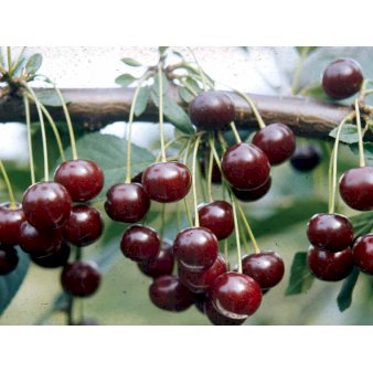 Stevnsbær (kirsebær, sure) - Selvbestøvende 4-8 grene, 130-170 cm. 10 liter potte (Colt)