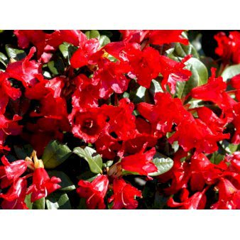 'Bengal' Potte 10 liter 25-30 cm.