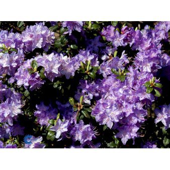 'Blue Diamond' Potte 10 liter 40-50 cm.