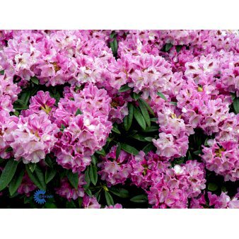 RHODODENDRON 'CHRISTIANE HERZOG'