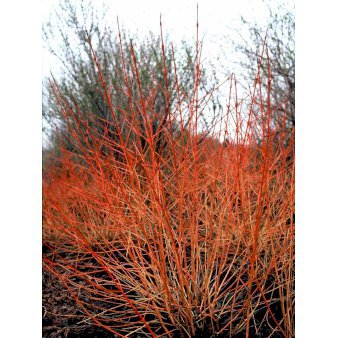 Orangegrenet kornel 'Winter Beauty' Potte 2,0 liter