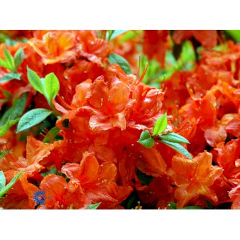 RHODODENDRON 'HOTSPUR RED' 5 Liter potte