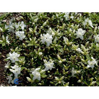 RHODODENDRON 'LUZI'