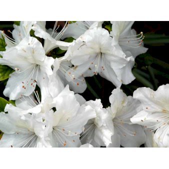 Japansk Azalea 'Mary Helen' 2 Liter potte