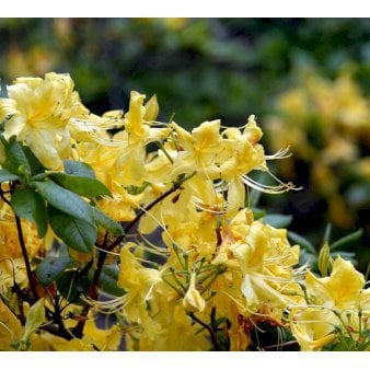 Azalea 'Anneke' Potte 10 liter 50-60 cm.