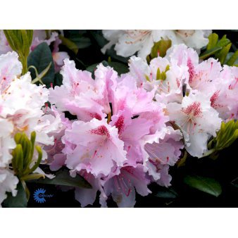 RHODODENDRON 'PROGRES' - Rhododendron - Plantetorvet.dk