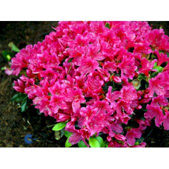 RHODODENDRON 'SABINA' Potte 2,0 liter,- 25-30 cm.