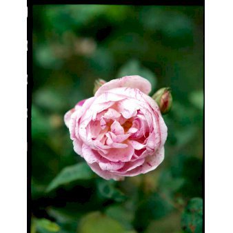 Bourbon rose