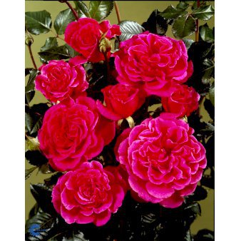 'Prinsesse Alexandra'