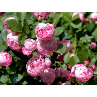 ROSA 'RAUBITTER'