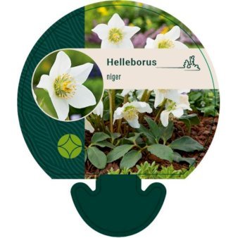 Julerose