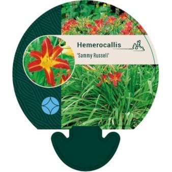 Daglilje 'Sammy Russel'