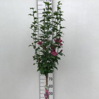 Syrisk Rose 'Woodbridge' Opstammet 80 cm. 7,5 liter potte