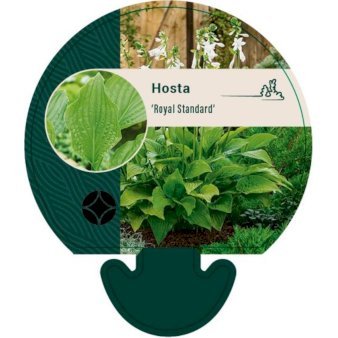 Funkia 'Royal Standard' 0,8 liter potte