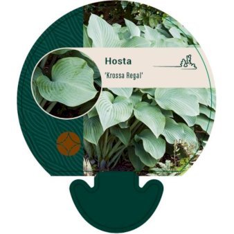Funkia 'Krossa Regal'