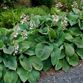 Funkia 'Elegans' Potte 2 liter.