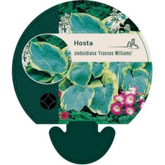 Funkia 'Frances Williams' 0,8 liter potte