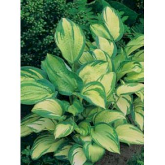 Hosta sieboldiana 'Great Expectations' Potte 2 liter.