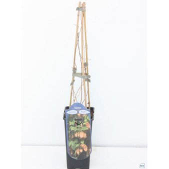 Almindelig Humle Potte 2,0 liter,- 40-60 cm.