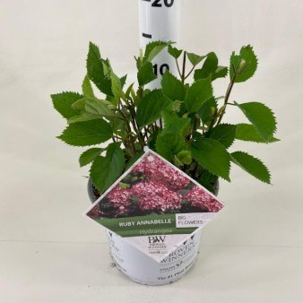Træagtig Hortensia 'Annabelle'