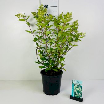 Syrén-Hortensia 'Grandiflora' Potte 6,5 liter 60-80 cm.