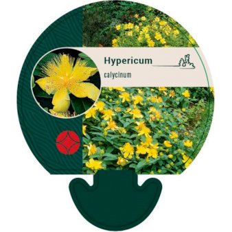 Perikon - Hypericum calycinum - Bunddække - Plantetorvet.dk