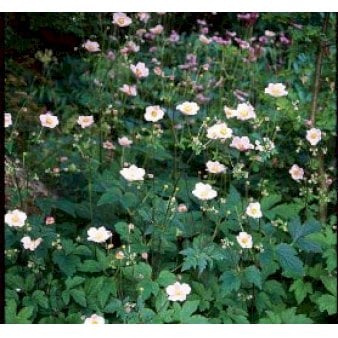 Anemone 'Annabella Deep Rose'