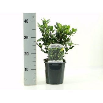 Kristtorn 'Blue Prince' 2 Liter potte