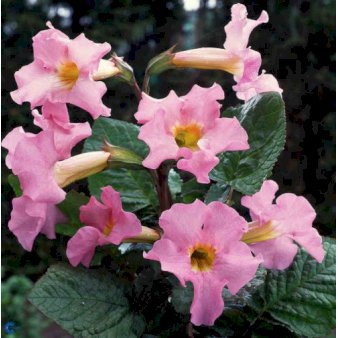 Havegloxinia