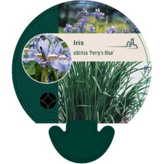 Sibirisk Iris