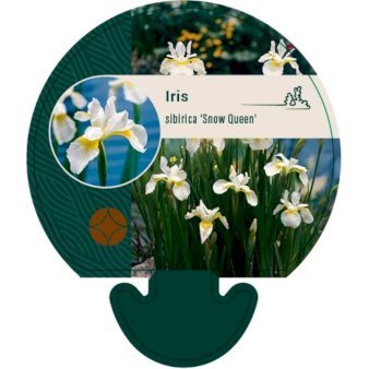 Sibirisk Iris 'Snow Queen'