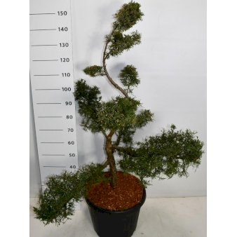 Kinesisk Enebær 'Mint Julep' Potte 45 liter,- 100-120 cm.