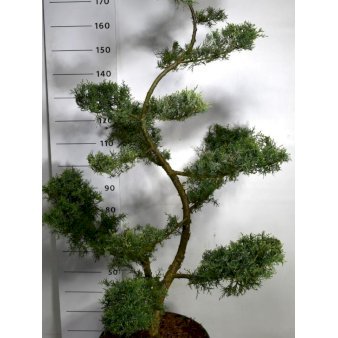 Kinesisk Enebær 'Pfitzeriana Glauca'