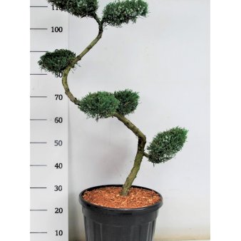 Blyants Enebær 'Grey Owl' Opstammet 80 cm. 20 liter potte