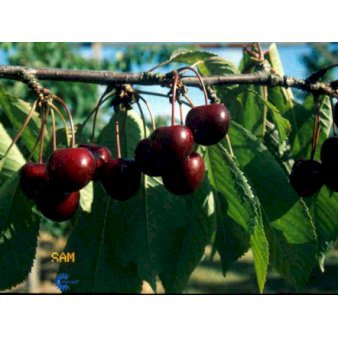 Sød Kirsebær 'Sam' - kræver bestøver 4-8 grene, 150-200 cm. 10 liter potte (P.avi)