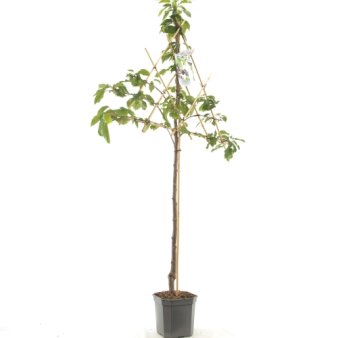 Sød Kirsebær 'Sunburst' - Selvbestøvende Espalier 2 etager,- med potte Espalier Med Potte