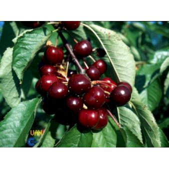 Sød Kirsebær 'Van' (kræver bestøver) 4-8 grene, 150-200 cm. 10 liter potte (P.avi)