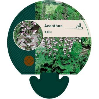 Blød Akantus