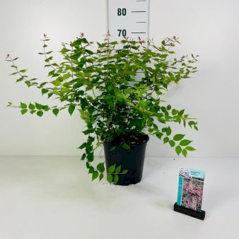 Dronningebusk 'Pink Cloud' Potte 6,5 liter 30-40 cm.