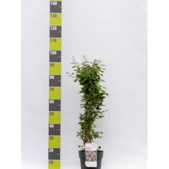 Dronningebusk 'Pink Cloud' Potte 4,0 liter,- 50-60 cm.