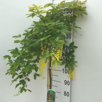 Alpeguldregn Opstammet 120 cm. 7,5 liter potte
