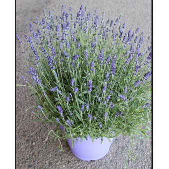 Lavendel 'Hidcote Blue' 4 liter potte
