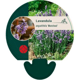 Lavendel 'Munstead' 9 cm. potte