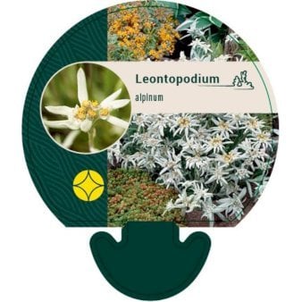 Edelweiss