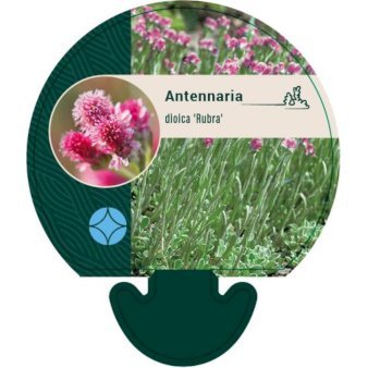 Kattefod 'Rubra'