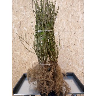 10 stk. Liguster / Ligusterhk 'Liga' 40-60 cm. Meget kraftige 3 rs. -  Hkplanter
