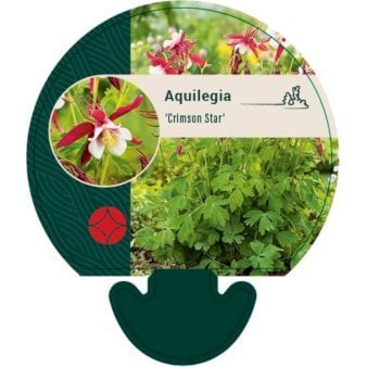 Langsporet Akeleje 'Crimson Star'