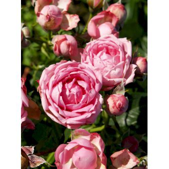 Rose Jasmina Flower Circus